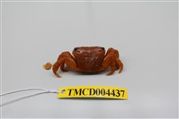 藏品(白紋方蟹)的圖片